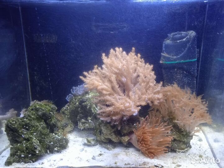 Аквариум 70 литров