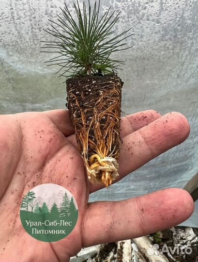 Сеянцы зкс Сосна окс Ель Лиственница Горная