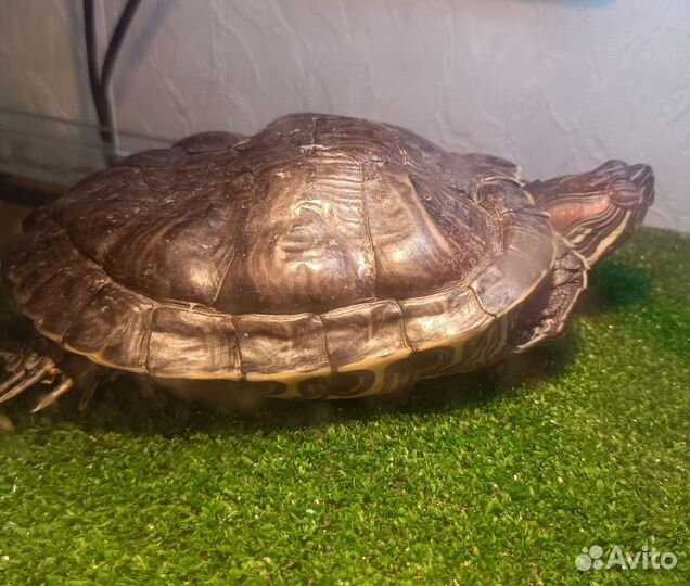 Красноухая черепаха