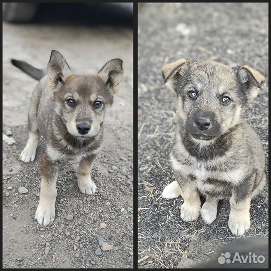 Подарю щенят от хаски