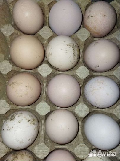 Домашние куриные яйца