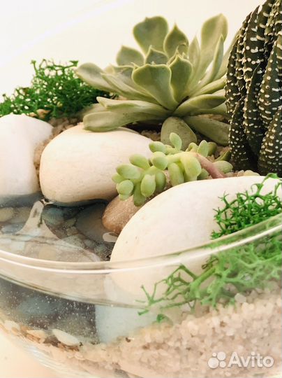 Флорариум с суккулентами