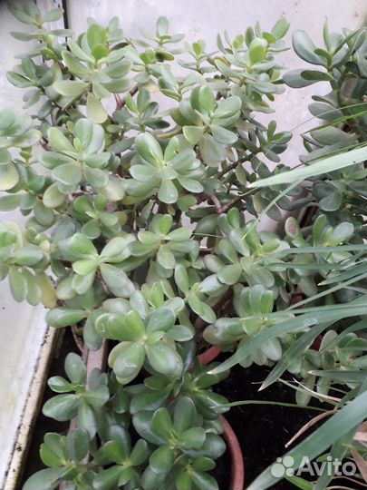 Комнатные цветы шефлера