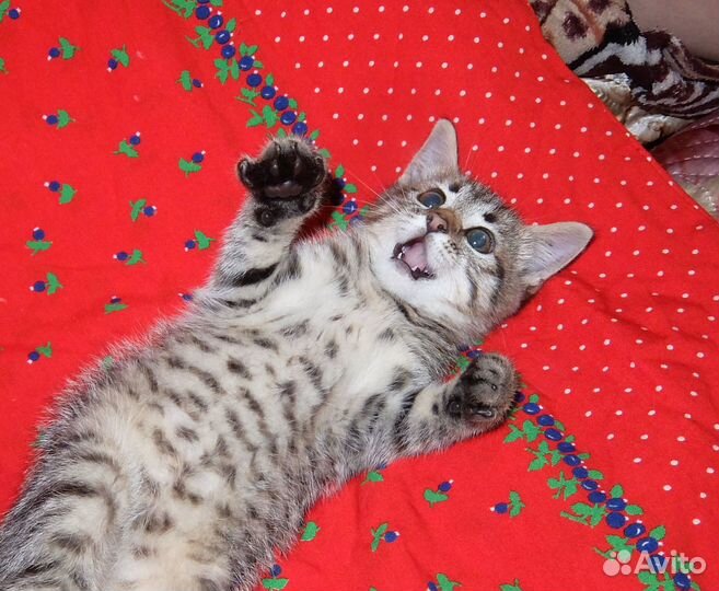 Красивый котенок шотландец, девочка в хорошие руки