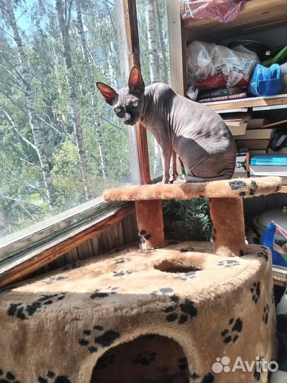 Передержка кошек и котиков