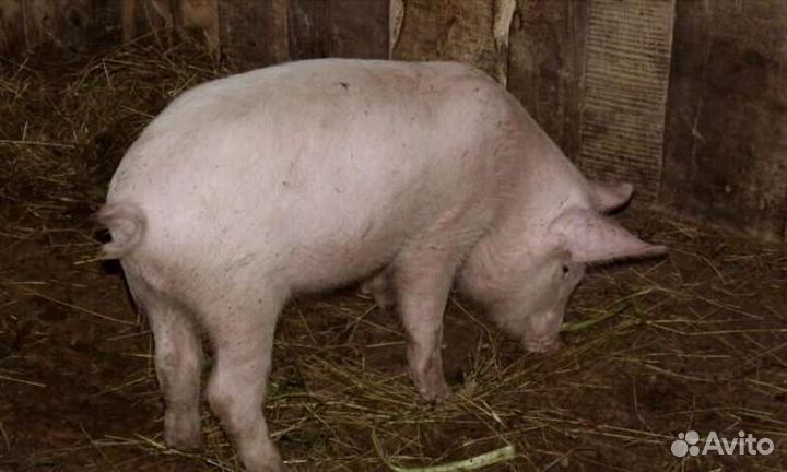Продам хряка на семя. так же есть свинка