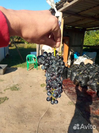 Виноград технический