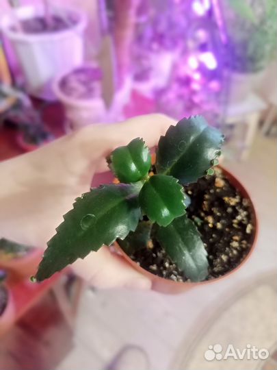 Кактусы и суккуленты