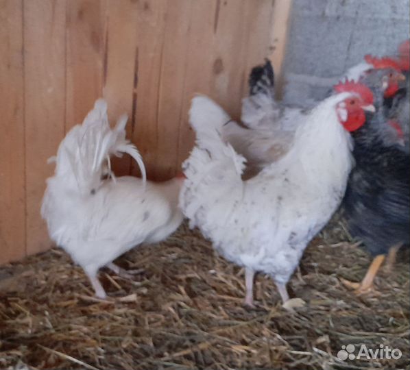 Мускусные утки