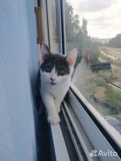 Котенок мальчик