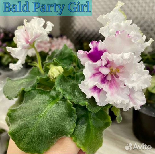 Мини фиалки сортовые