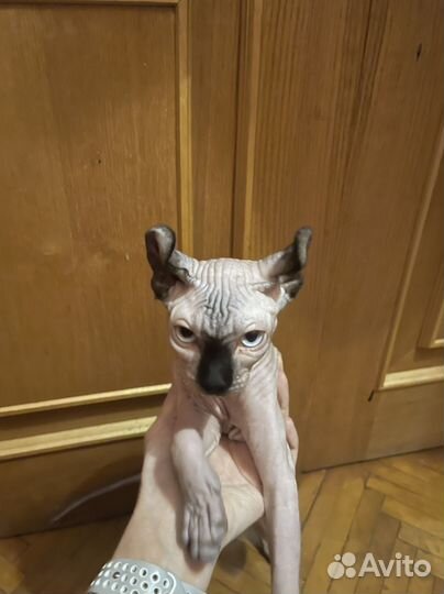 Котята сфинкс эльф