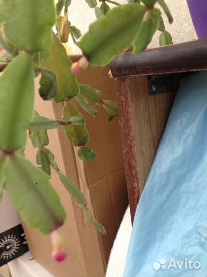 Рождественник (Декабрист)