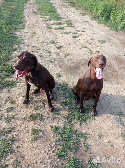 Щенки курцхаара