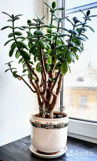 Продам денежное дерево в красивом горшке