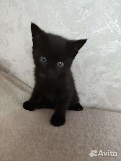 Котенок (девочка) 1,5 месяца