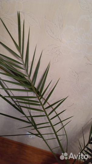 Продам финиковую пальму