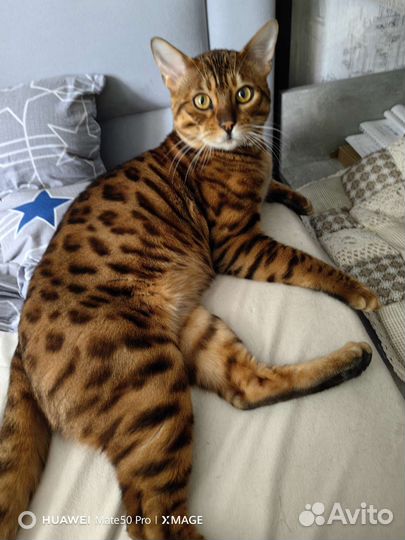 Бенгальский кот вязка