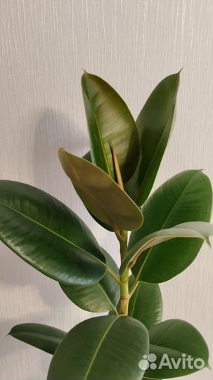 Фикус эластика Абиджан