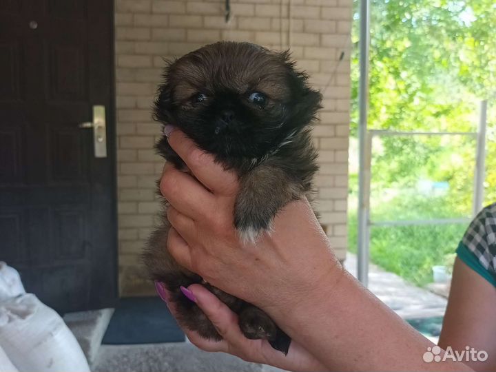 Щенки пекинеса