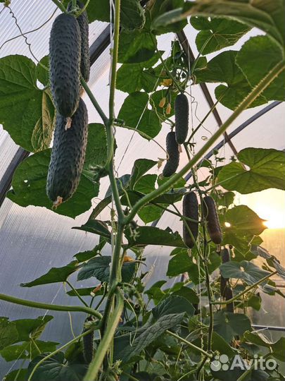 Огурцы свежие домашние