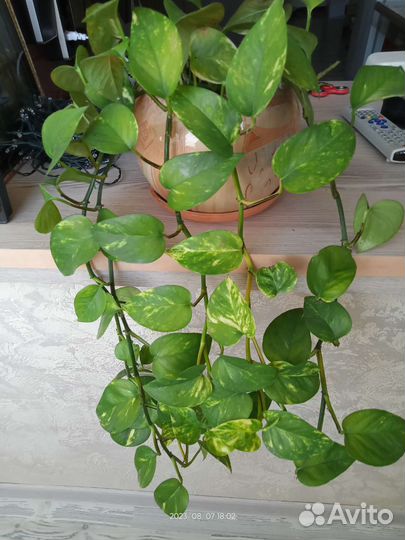 Сциндапсус ампельная лиана