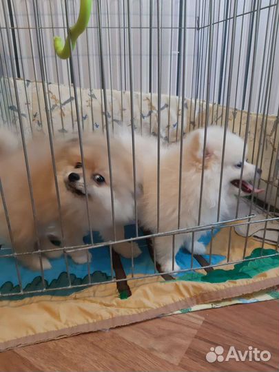 Померанский шпиц щенята