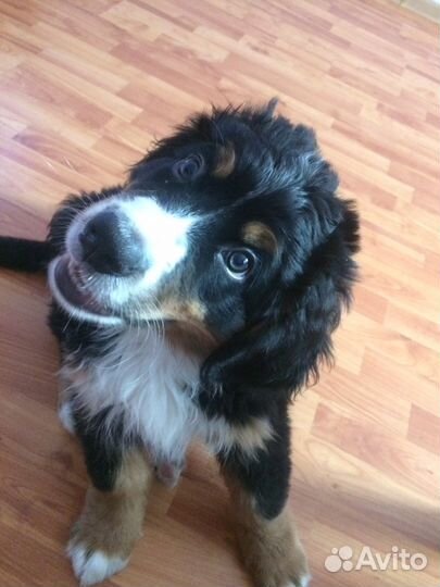 Передержка домашних питомцев