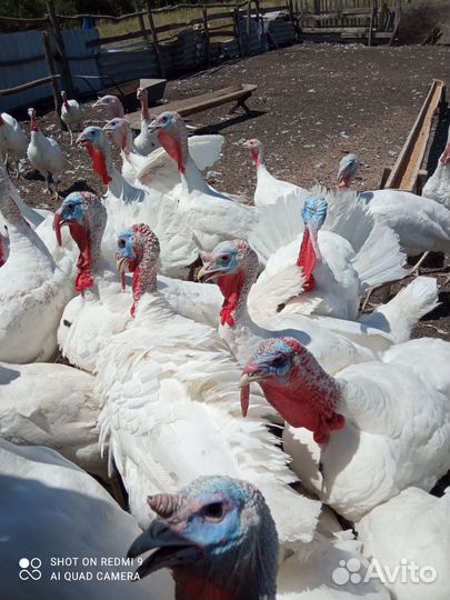 Индюки на мясо краснодарский край