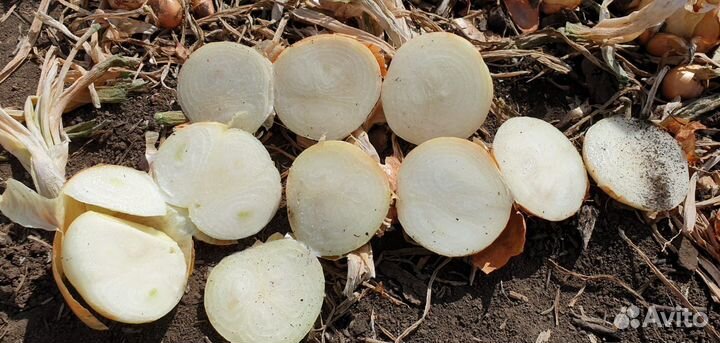 Лук на зелень Штутгарт опт от 3 тонн