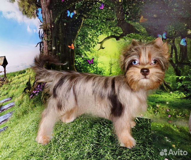 Йоркширский терьер