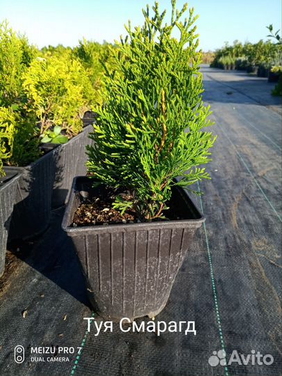 Хвойные растения