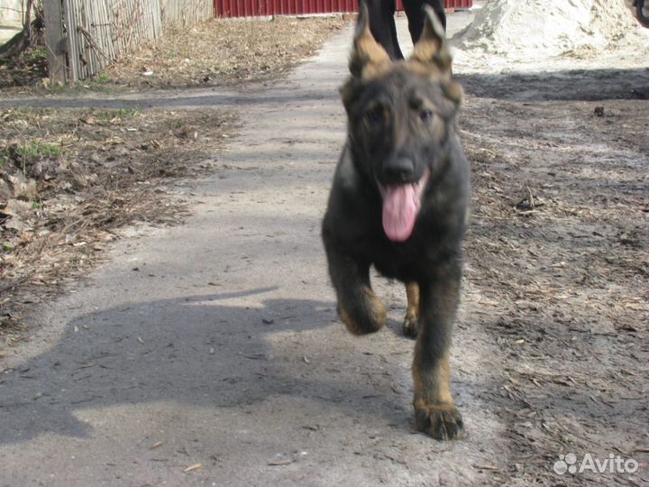 Щенки немецкой овчарки, окрас волка