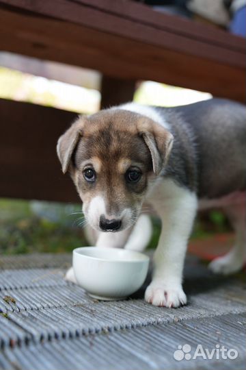 Собака в добрые руки щенок