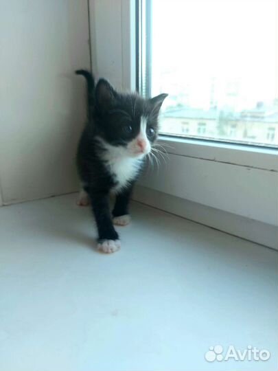 Котенок бесплатно