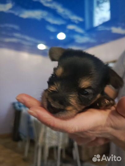 Продаем щенков Йорик