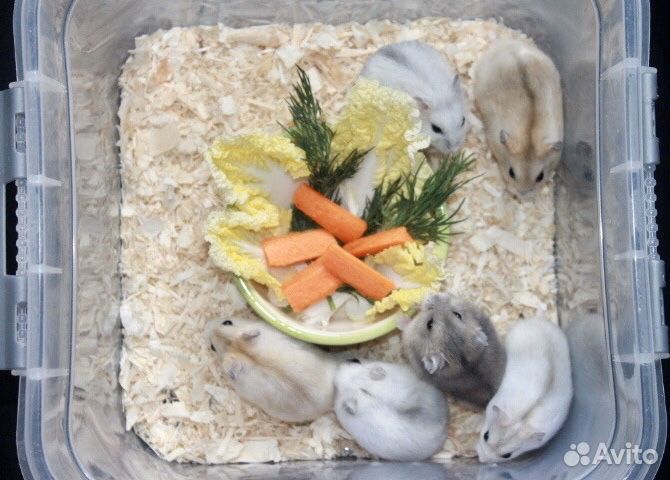 Джунгарские хомячки