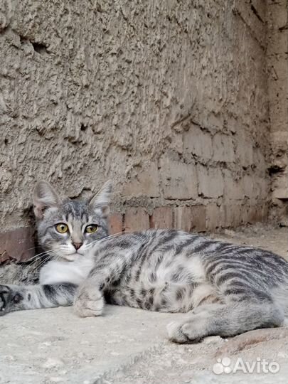 Двое котят девочка мальчик три месяца