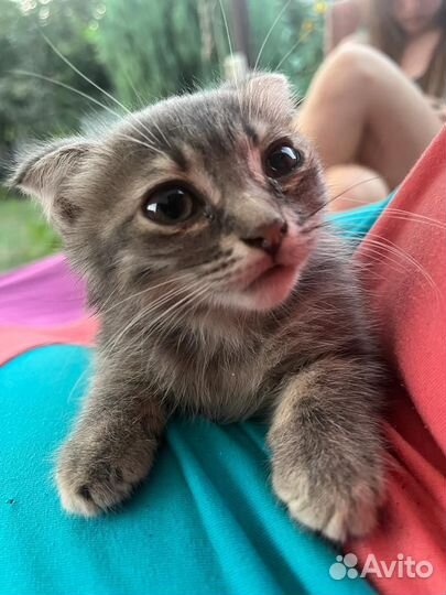 Котята бесплатно