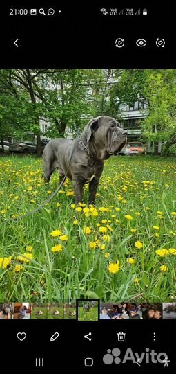 Собака в добрые руки отдам бесплатно