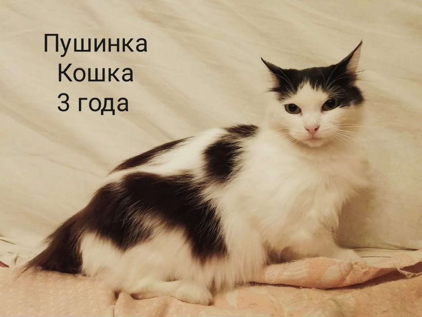 Коты и кошки в добрые руки