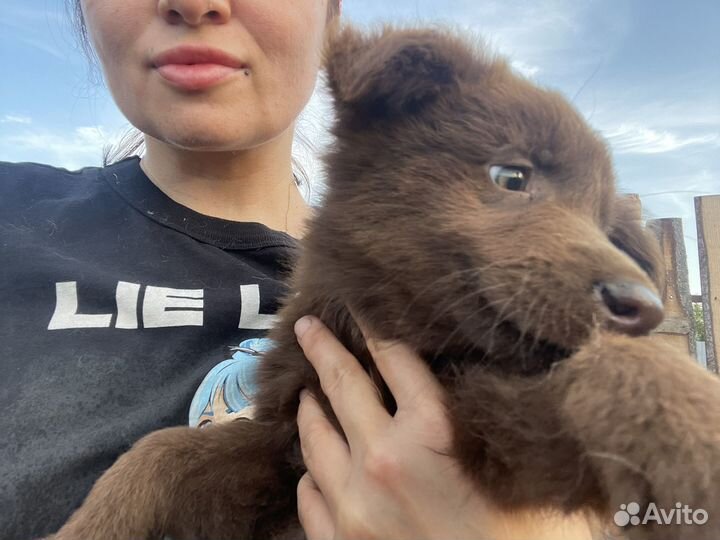 Собаки бесплатно