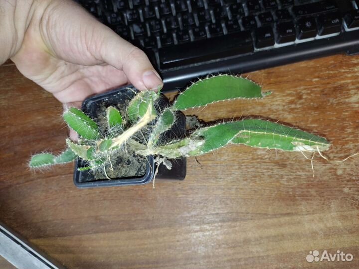 Питахайя (питайя, гилоцереус волнистый) - рассада