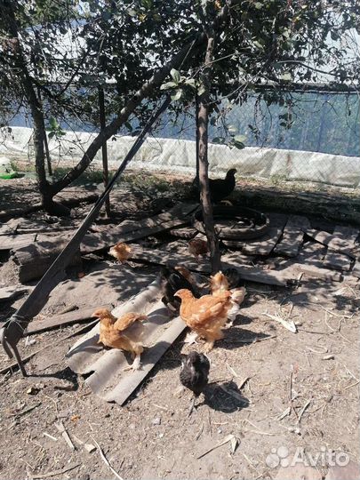 Молодые петушки