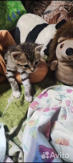 Котята метисы мейн- кун и бенгальские