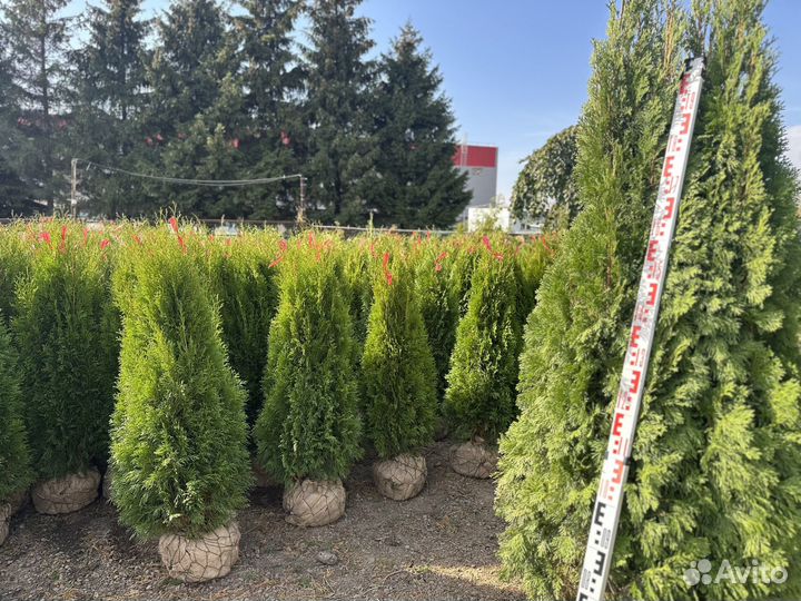 Туя Смарагд