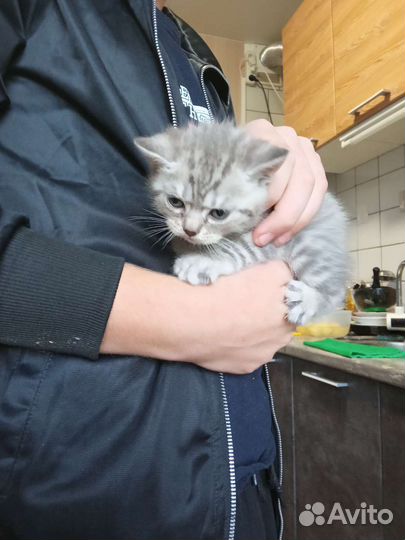 Шотландские прямоухий кот на вязку