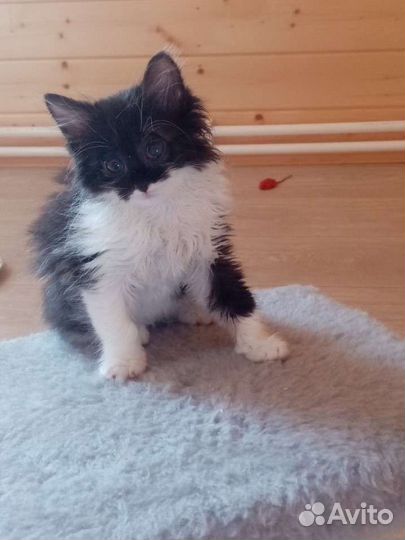 Котенок девочка