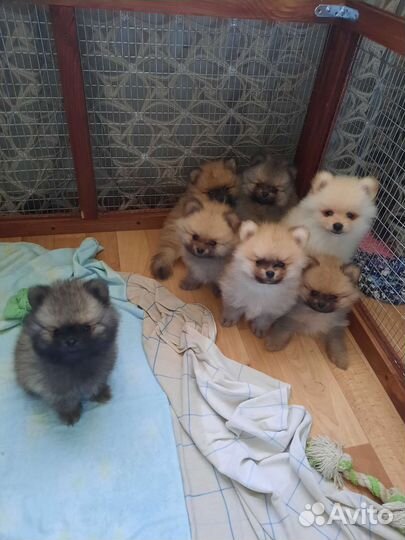 Щенки шпица