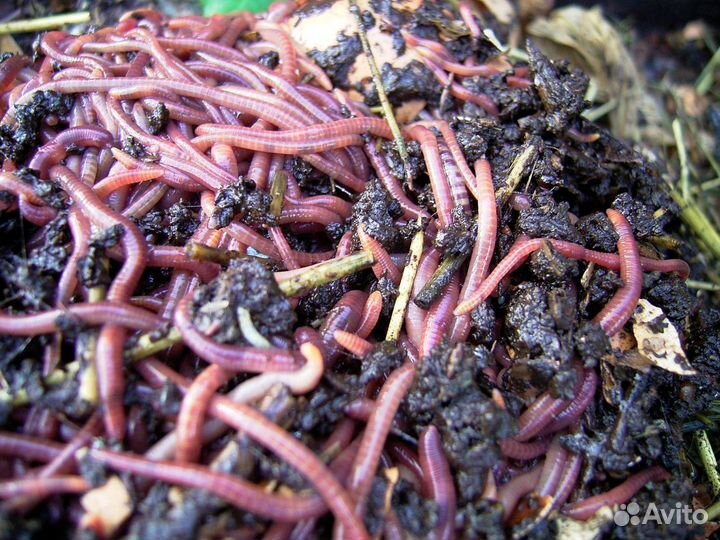 Калифорнийские черви для биогумуса